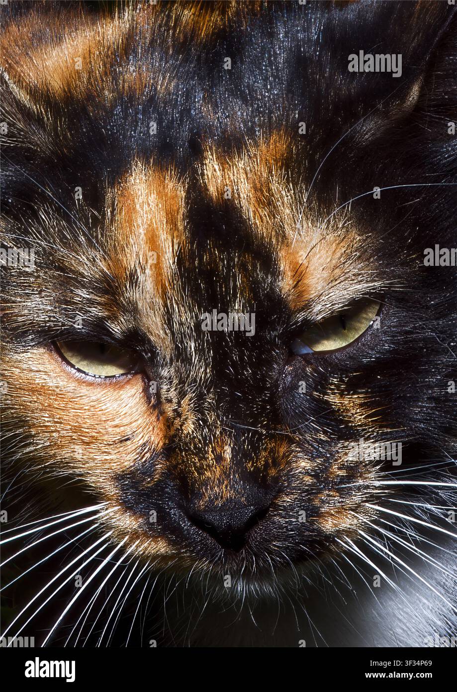 Portrait rapproché d'un chat écaille de tortue Banque D'Images