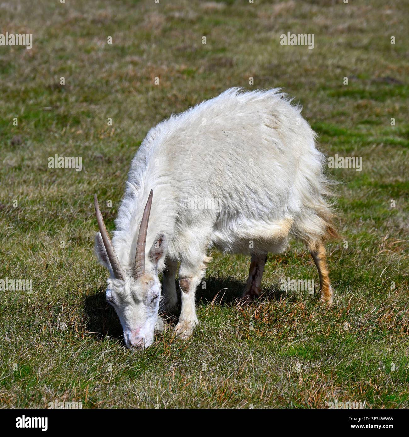Chèvre blanche, sauvage ou indomptée avec cornes et barbe Mull of Oa, Île d’Islay Écosse Royaume-Uni mai Banque D'Images