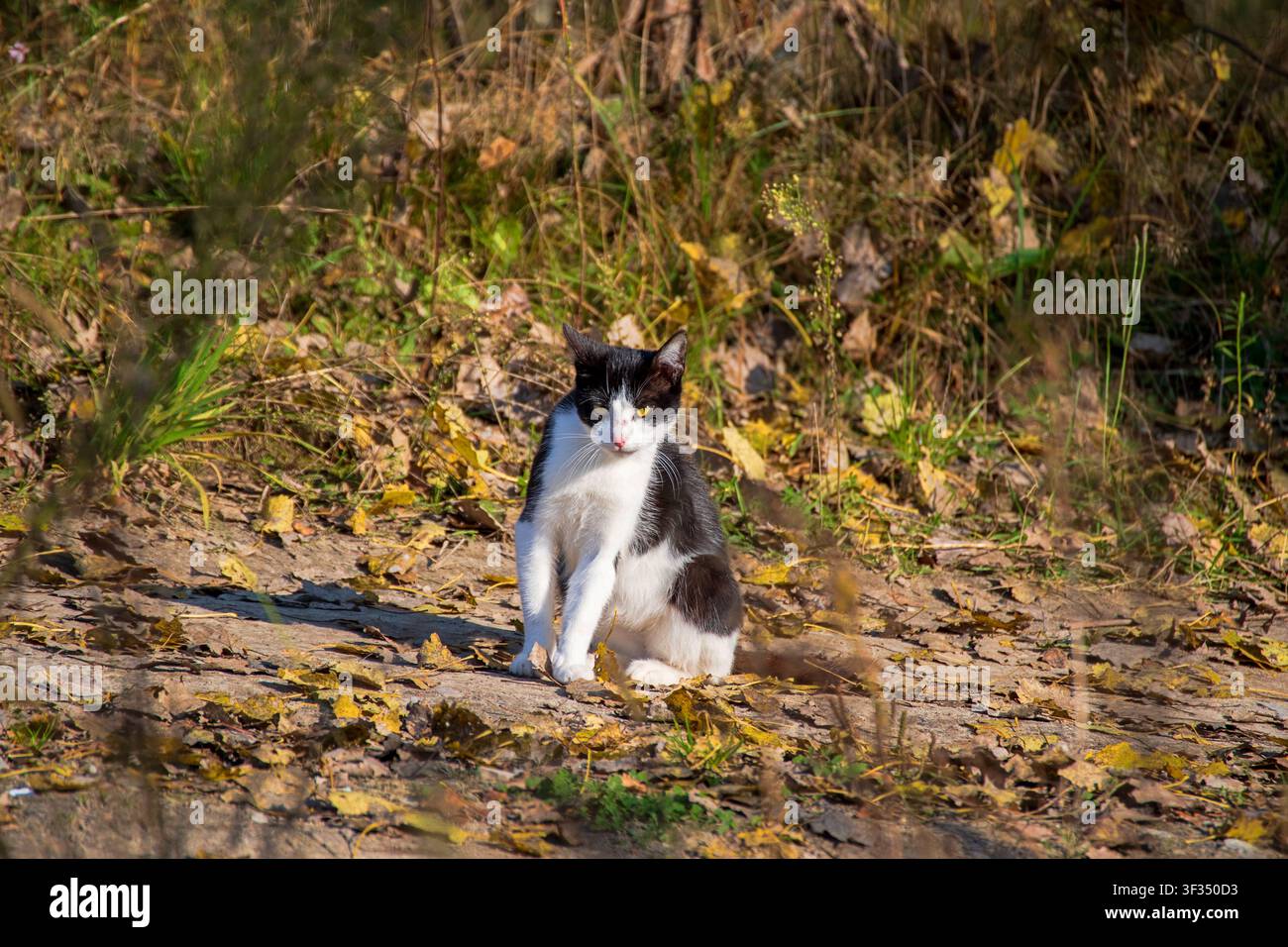 Un chat domestique noir et blanc s'étire et se lèche le nez tout en étant assis sur des feuilles d'automne tombées dans un cadre extérieur rural ensoleillé. Banque D'Images