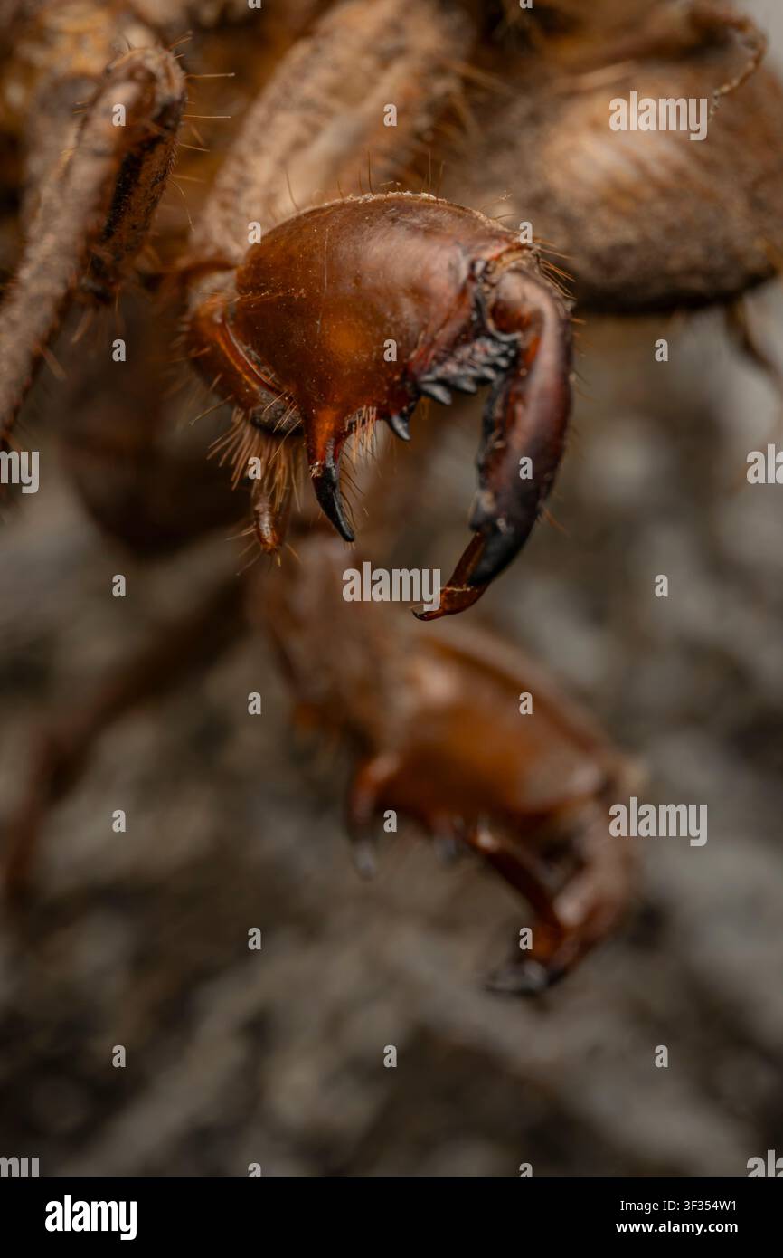 Prise macro extrême en gros plan des parties buccales et des crocs d'une araignée chameau effrayante avec des pointes acérées et des poils hérissés Banque D'Images