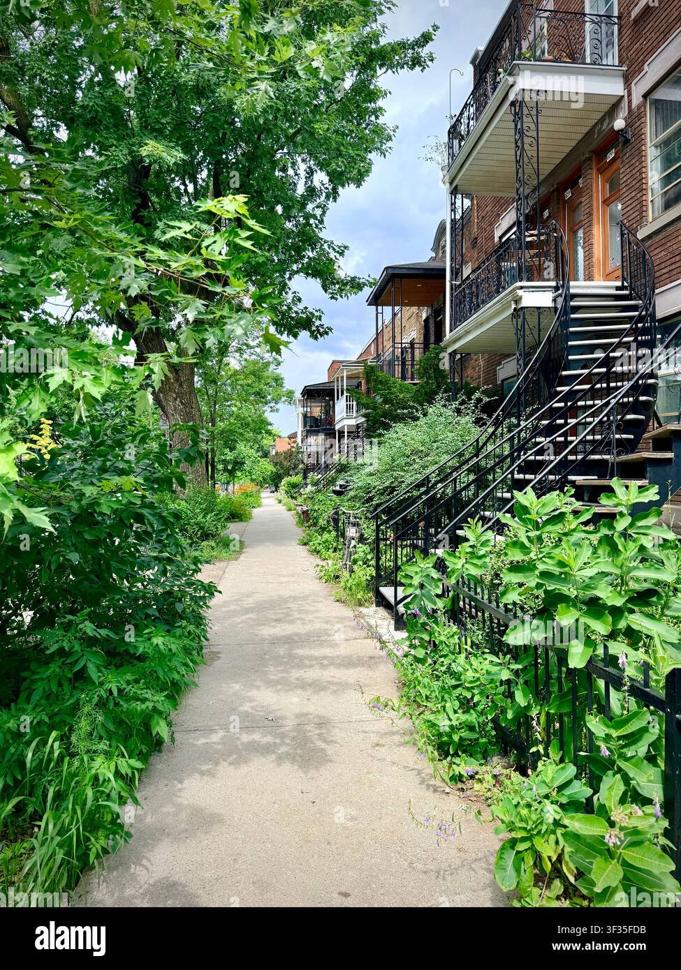 Une végétation luxuriante de trottoir pousse à côté de maisons en briques rouges et d'escaliers extérieurs à Villeray, Montréal, illustrant la verdurisation urbaine pour lutter contre la chaleur Banque D'Images