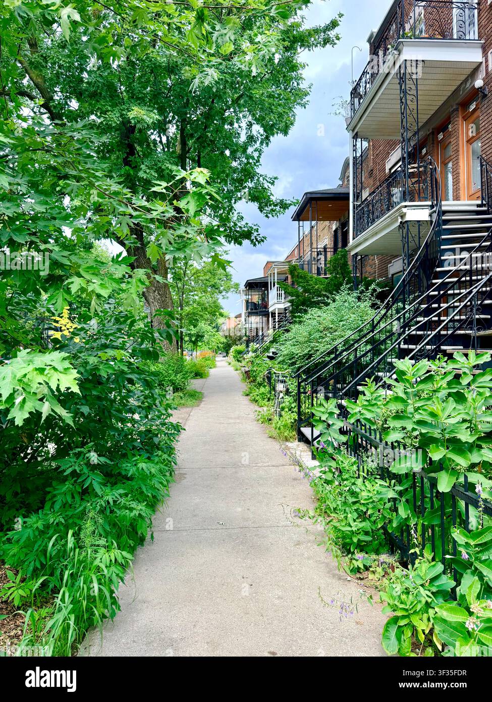 Une végétation luxuriante de trottoir pousse à côté de maisons en briques rouges et d'escaliers extérieurs à Villeray, Montréal, illustrant la verdurisation urbaine pour lutter contre la chaleur Banque D'Images