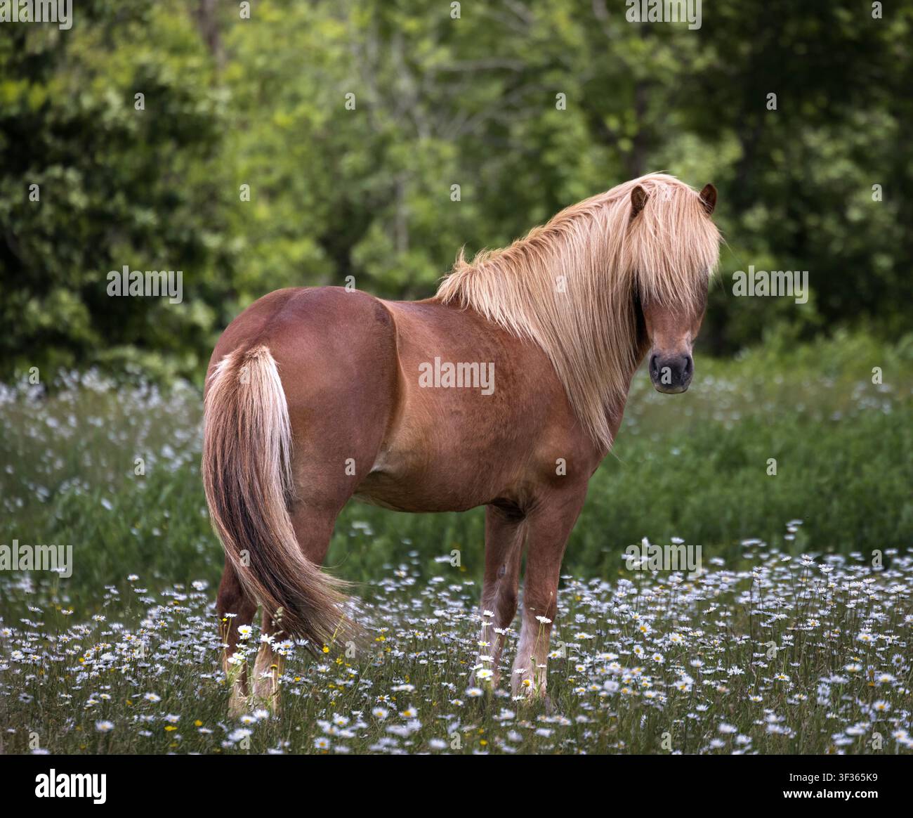 Cheval islandais bai brun avec une longue crinière et queue blond foin, debout dans un pâturage d'été rempli de fleurs sauvages blanches. Banque D'Images
