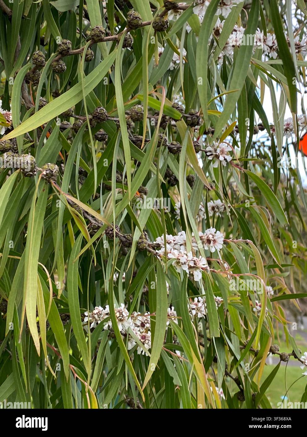 Arbuste Leptospermum scoparium, présentant de délicates fleurs blanches avec des centres rougeâtres épanouies parmi un feuillage vert étroit et pointu. Petites capsules de graines ligneuses Banque D'Images