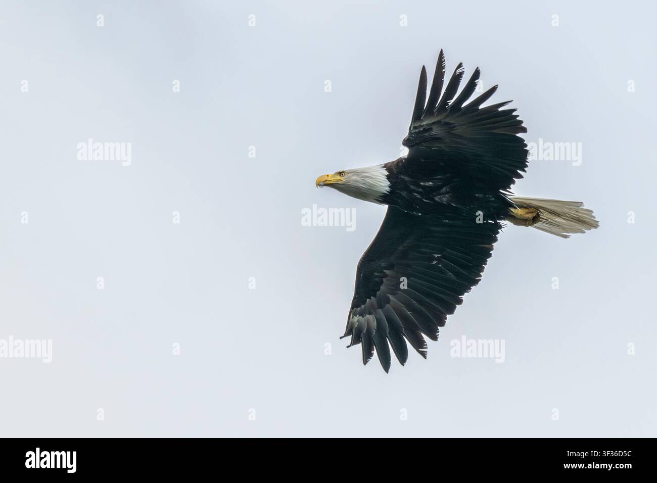 Un aigle à tête blanche mature plane au-dessus de l'île de Kodiak, Alaska, États-Unis Banque D'Images