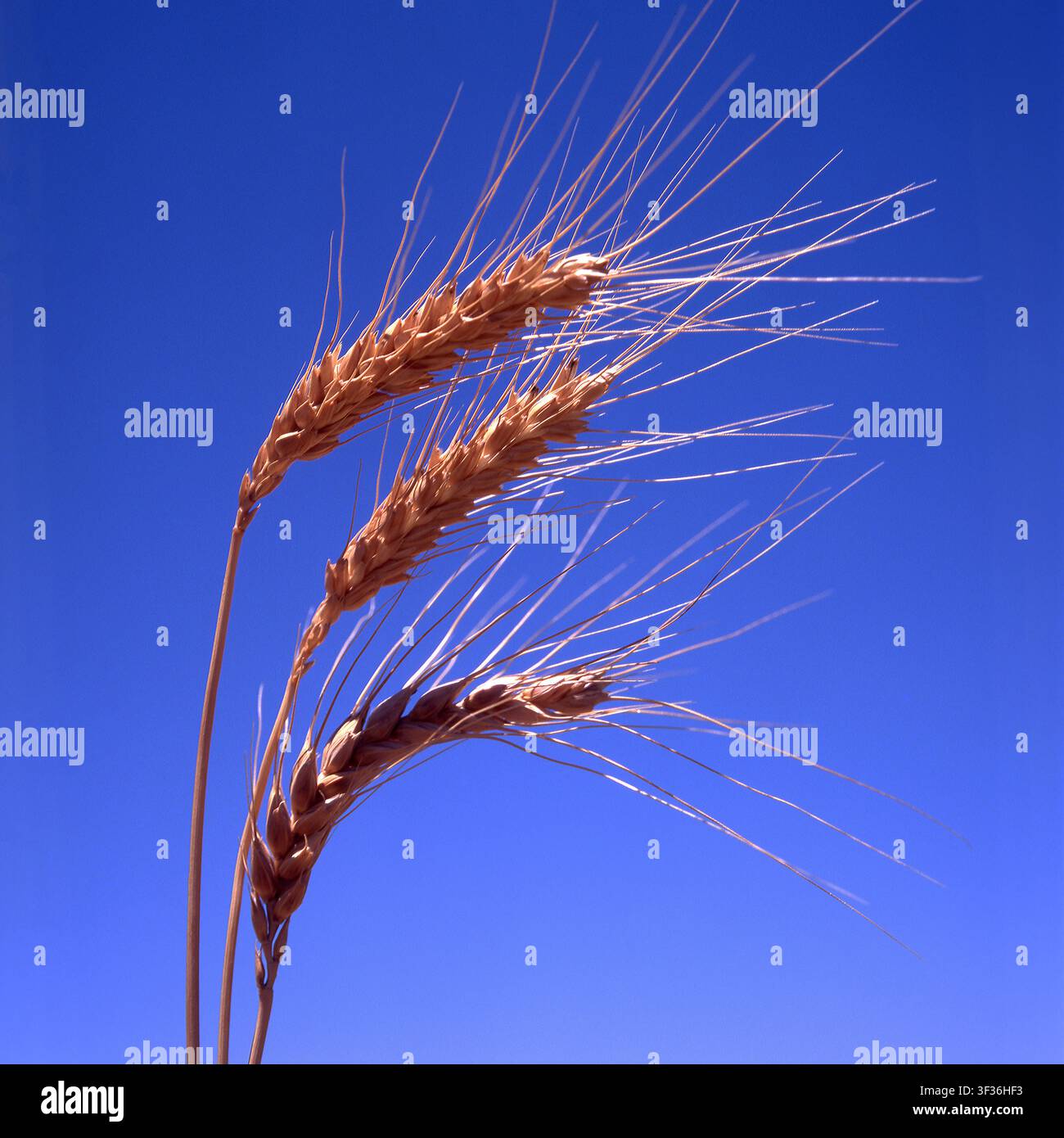 ÉPILES DE BLÉ MÛR CONTRE UN CIEL BLEU CLAIR, VICTORIA, AUSTRALIE. Banque D'Images