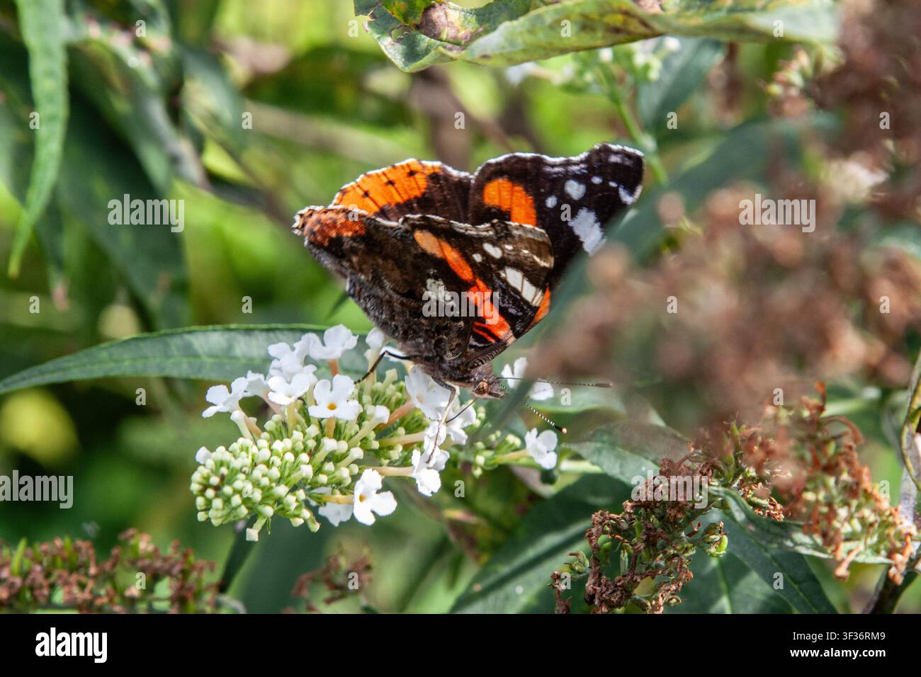 Un papillon Admirale rouge aux ailes orange, noires et blanches reposant sur de petites fleurs blanches d'été. Feuilles vertes et têtes de graines brunes séchées p Banque D'Images