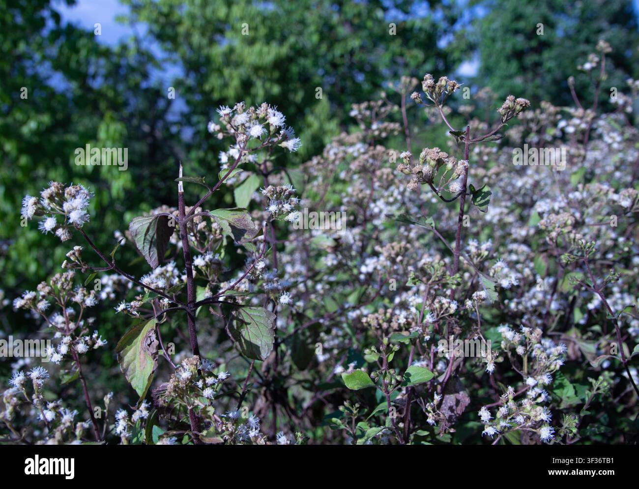 Un champ vibrant de buissons à fleurs blanches sauvages avec des tiges rouge foncé poussant densément dans un cadre naturel en plein air ensoleillé Banque D'Images