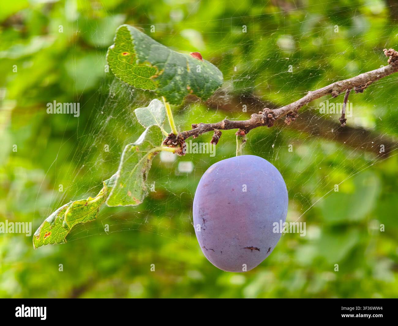 Gros plan d'une prune violette mûre suspendue à une branche d'arbre recouverte de toiles d'araignée. Banque D'Images