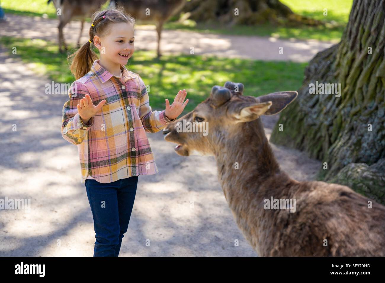Fille nourrissant des cerfs dans le parc du château de Blatna en République tchèque. Enfant interagissant avec des animaux apprivoisés lors d'une visite en famille du parc historique du château Banque D'Images