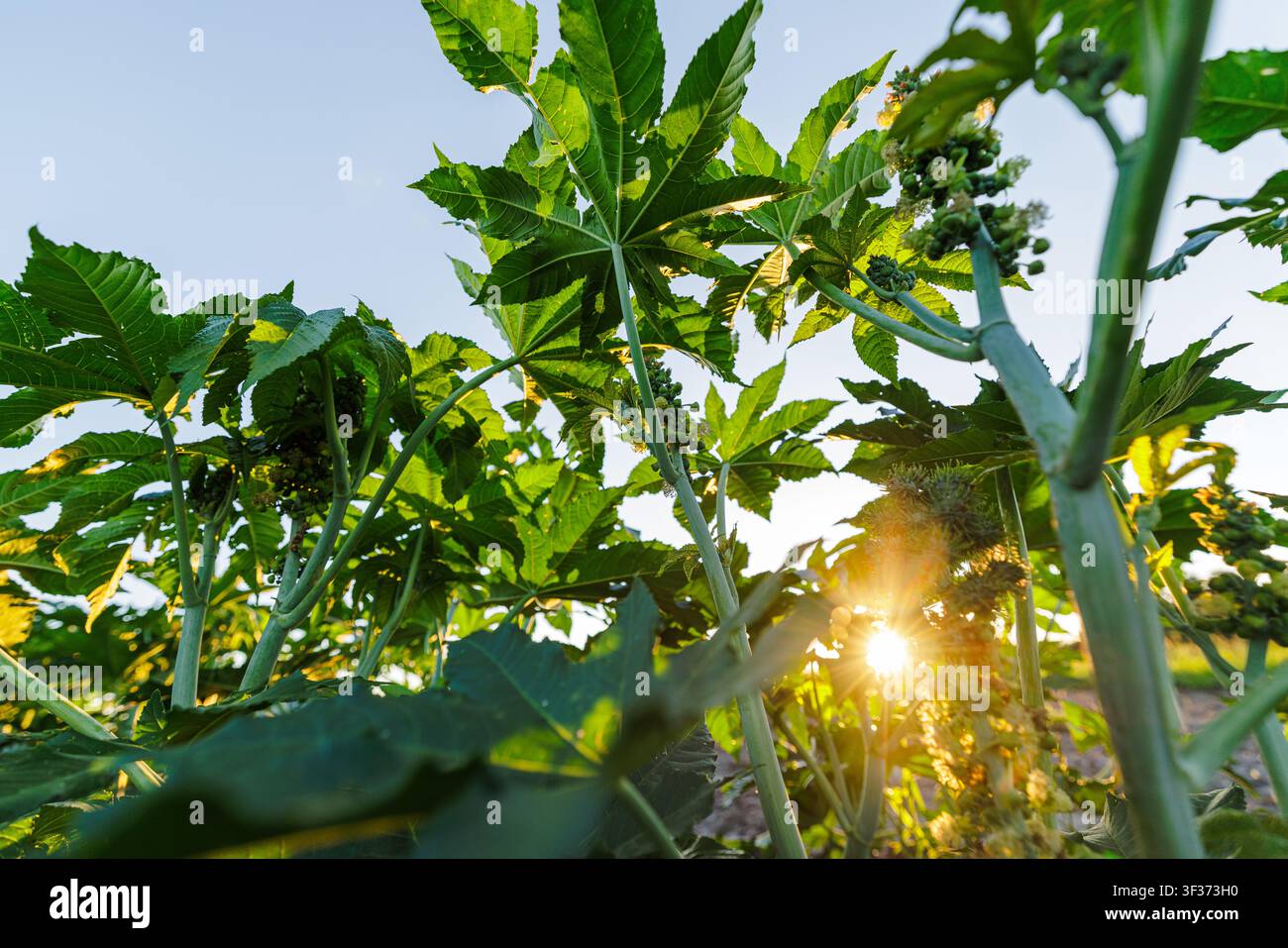 Une vue rapprochée de plantes de ricine prospérant dans un champ, mettant en valeur leurs feuilles vertes luxuriantes et leurs fleurs en bourgeon sous la lumière chaude du soleil, idéales pour l'agri Banque D'Images
