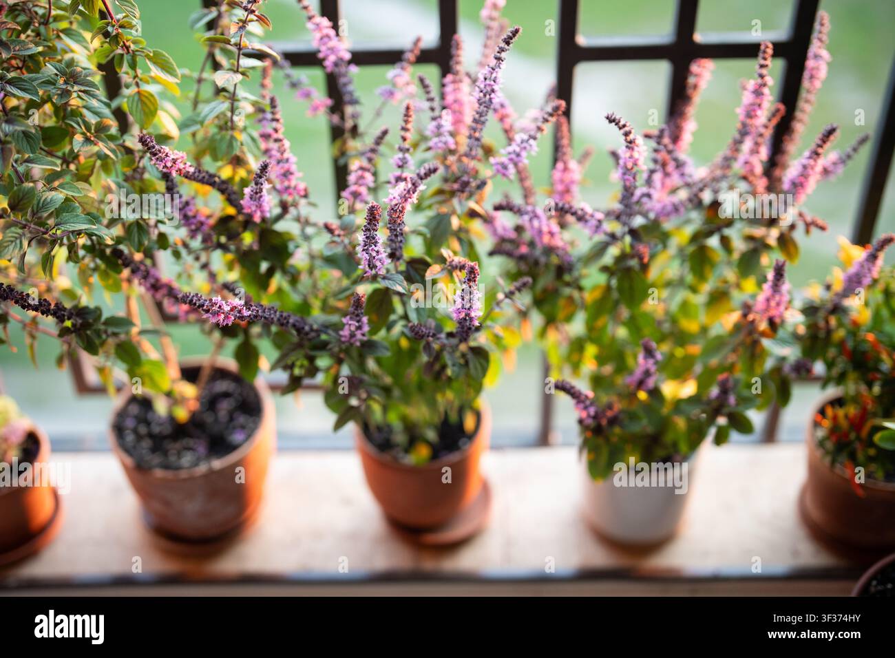 Buisson de basilic thaïlandais fleuri avec de petites fleurs d'arôme pourpre dans un pot en argile sur le rebord de la fenêtre à la maison Banque D'Images