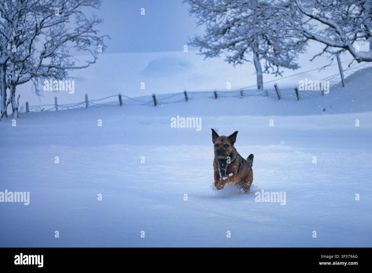 Un petit terrier brun portant un harnais bondit énergiquement à travers la neige fraîche dans un champ de campagne hivernal, avec des arbres givrés et une ligne de clôture en Banque D'Images