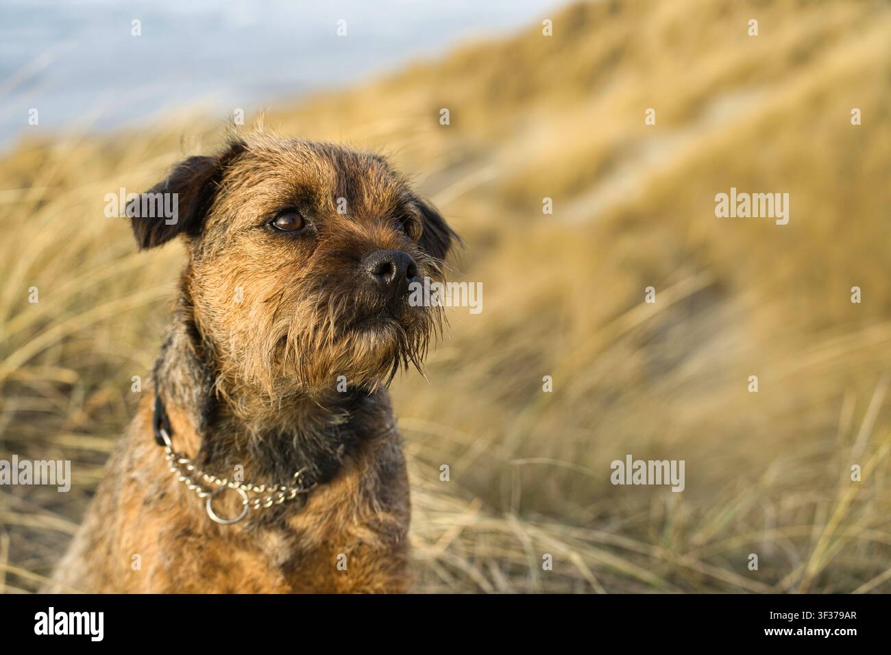 Un Border Terrier ébouriffé portant un collier à chaîne est assis, alerte, parmi les hautes herbes dorées des dunes, regardant sur le côté sous une lumière naturelle chaude. Ce gros plan po Banque D'Images