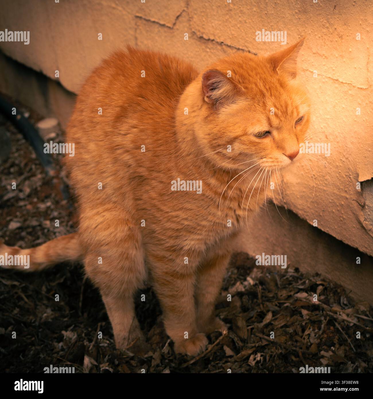 Chat domestique roux tigré debout à l'extérieur près d'un mur de bâtiment sous la douce lumière de l'après-midi. Banque D'Images
