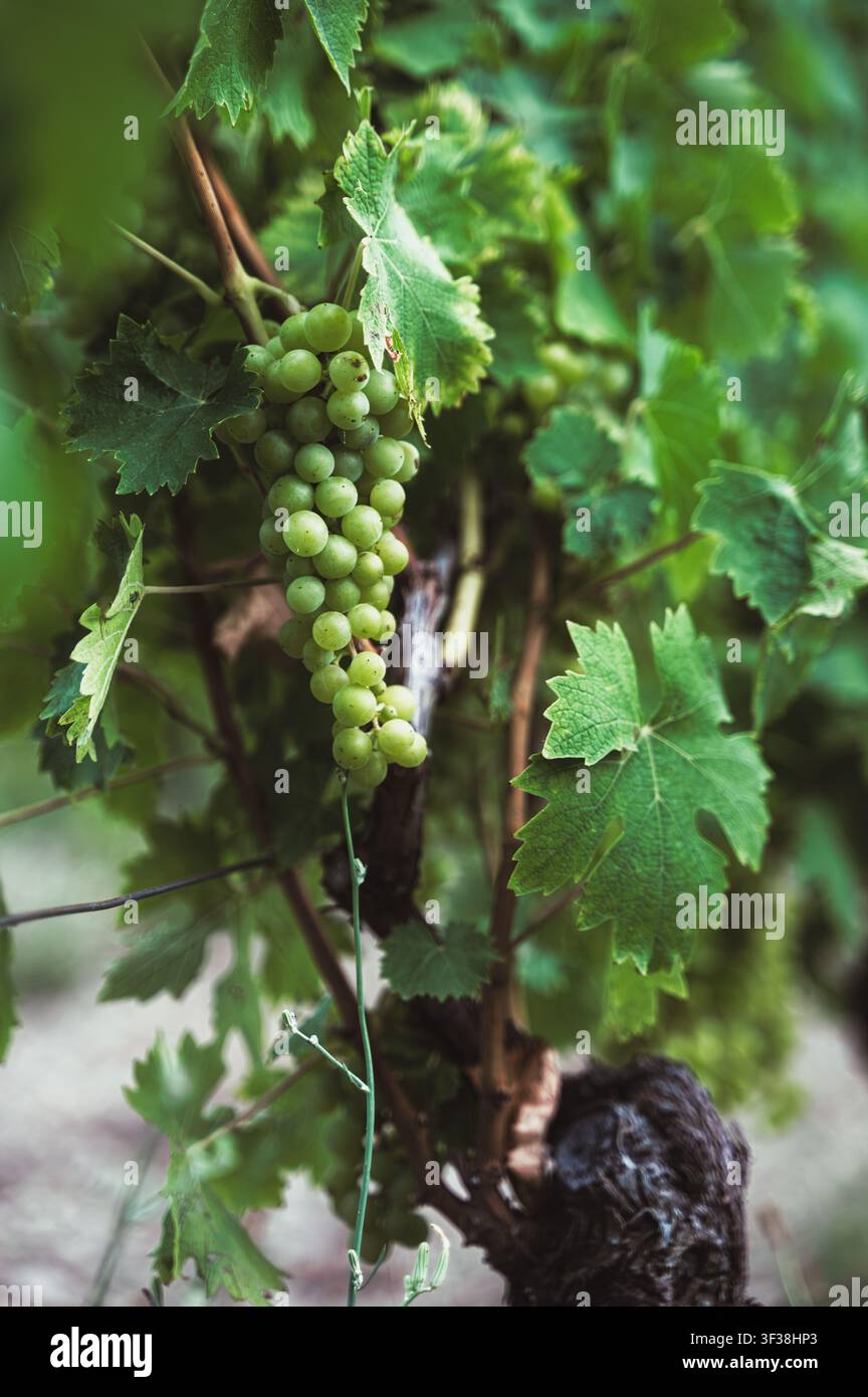 Gros plan vertical d'un bouquet de raisins verts immatures suspendus à une vigne dans un vignoble. Banque D'Images
