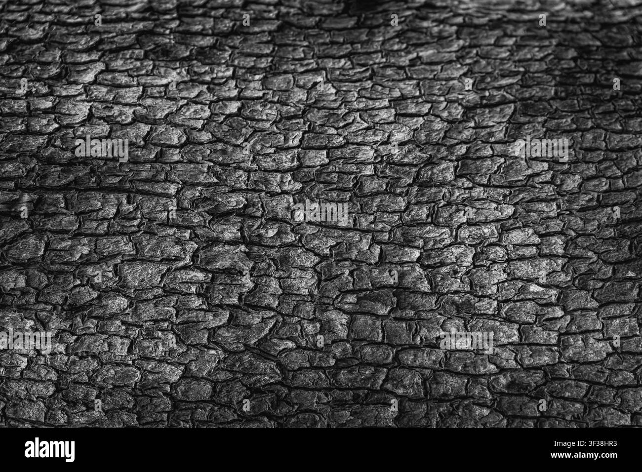 Gros plan du motif d'écorce est une texture sans joint provenant d'un arbre. Bois rugueux vieilli et patiné avec surface craquelée, texture naturelle en noir et blanc. Vieil arbre Banque D'Images