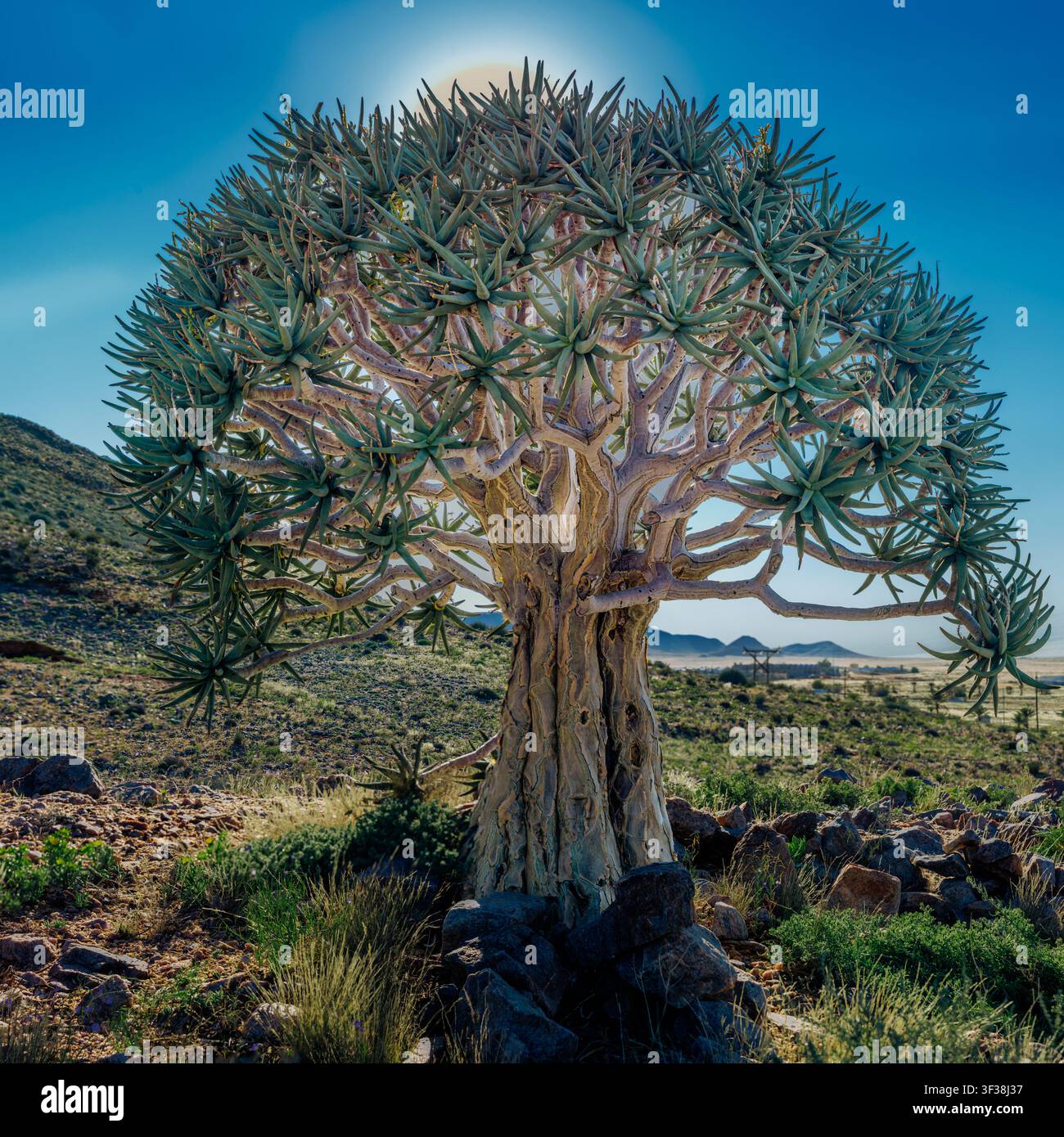 Composition d'un grand arbre à flèches mature (Aloidendron dichotomum) Banque D'Images
