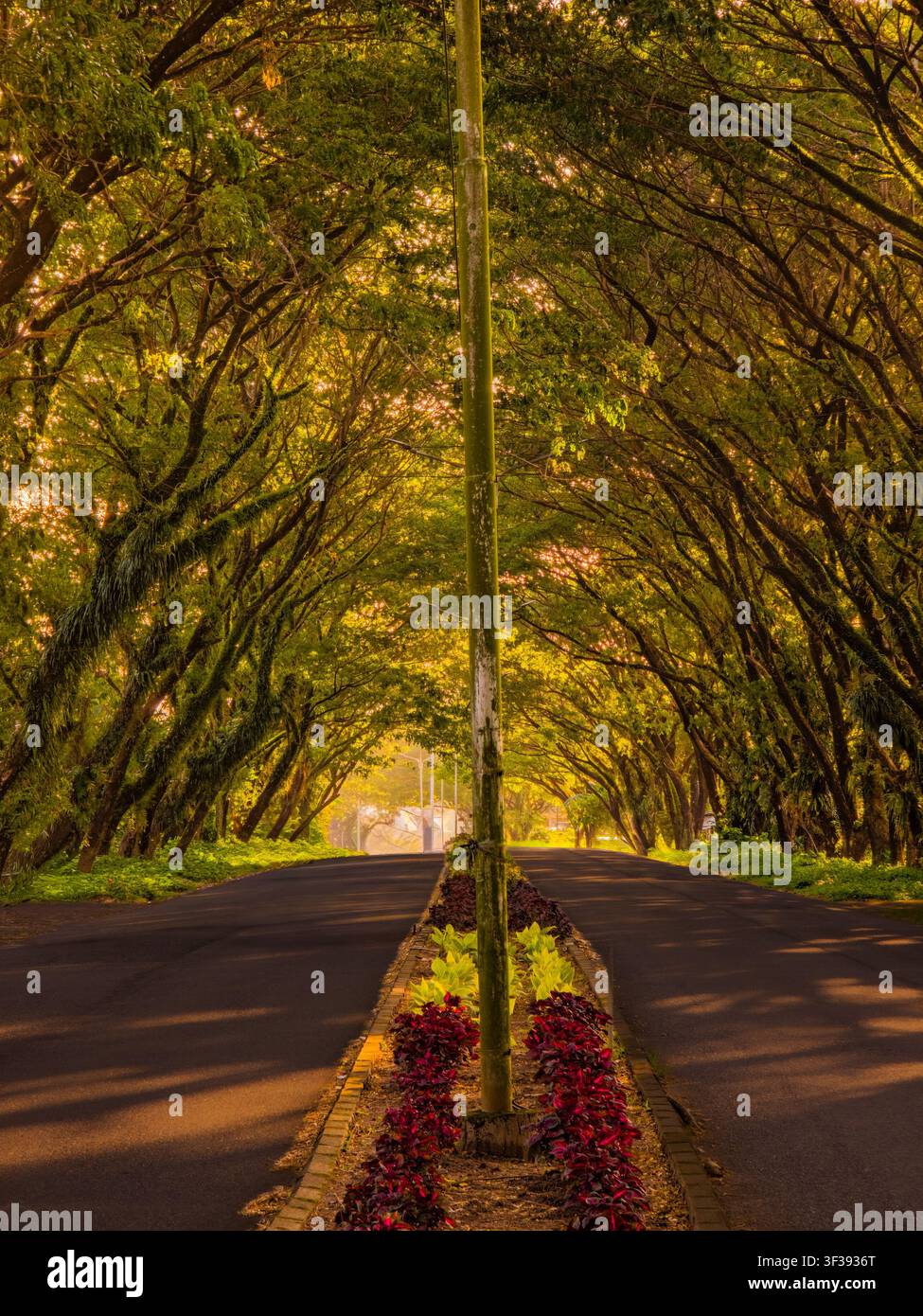 Vue symétrique d'une route asphaltée divisée par un terre-plein central et un poteau, abritée par une arche dense et dorée de feuillages. Banque D'Images