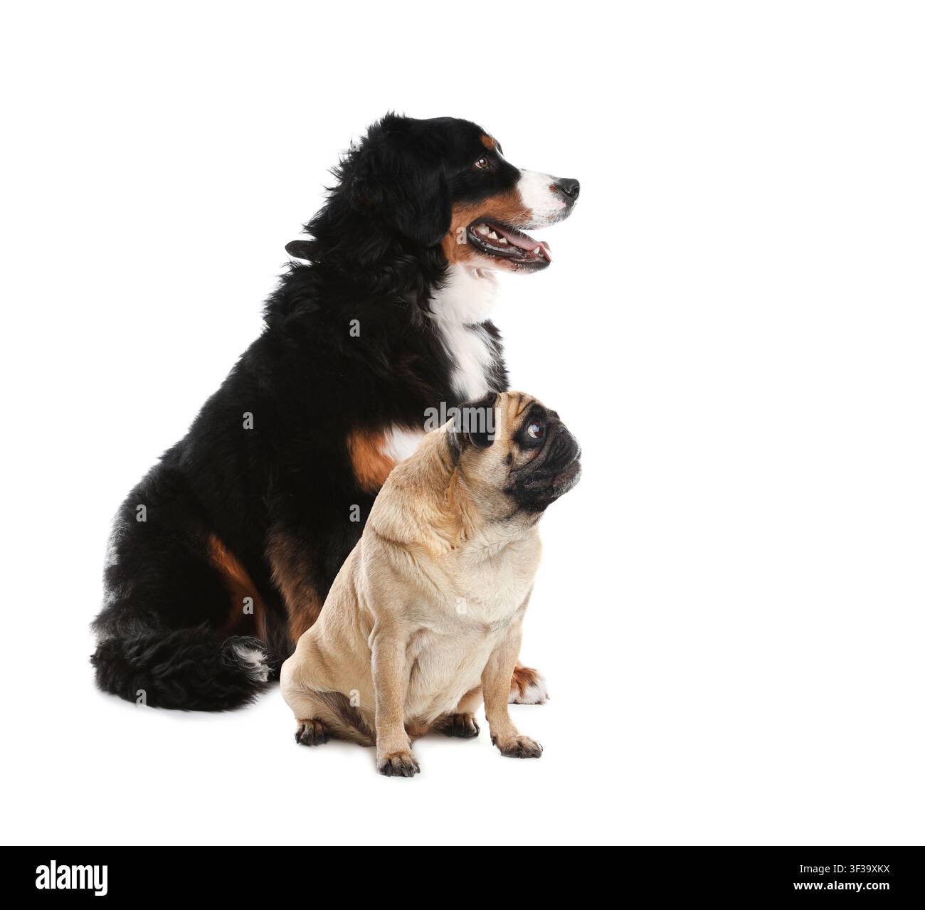 Mignon carlin et chiens Bernois sur fond blanc Banque D'Images