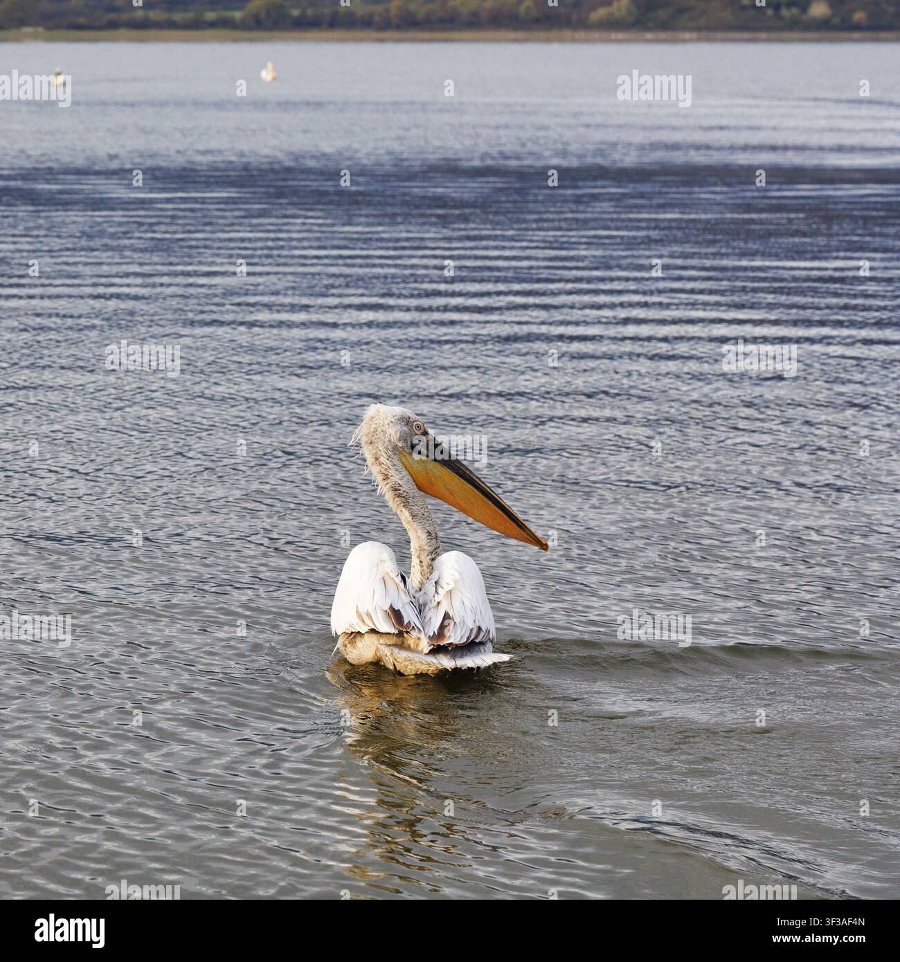 Un pélican dalmatien (Pelecanus crispus) unique, observation d’oiseaux, lac Kerkini, Macédoine centrale, Grèce Banque D'Images