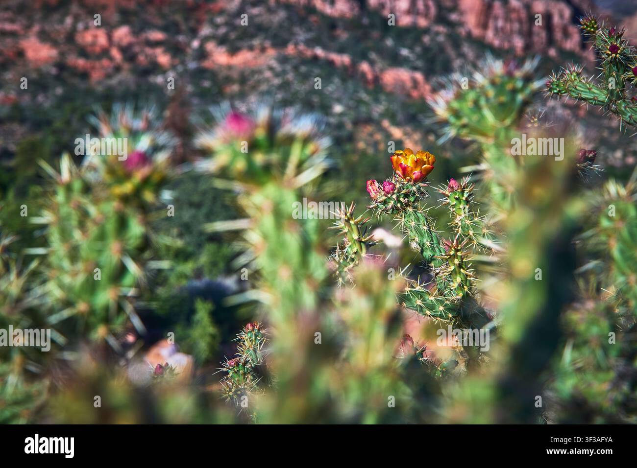 Fleur de cactus gros plan avec des fleurs éclatantes dans un paysage désertique Banque D'Images