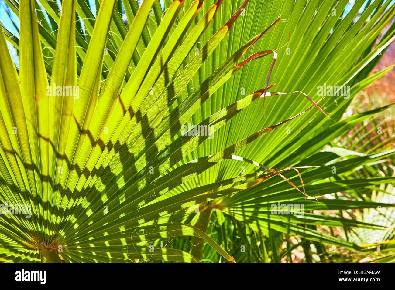 Texture de feuille de palmier à fan vert sous une lumière solaire vive Banque D'Images