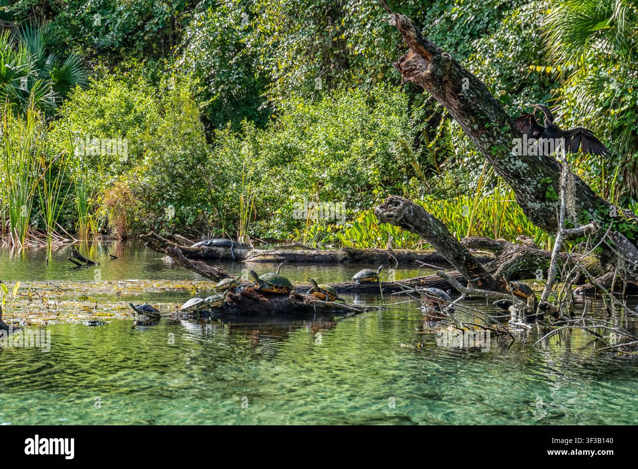 La verdure tropicale encadre des eaux tranquilles et claires. La lumière du soleil danse sur la surface calme et réfléchissante. Les arbres se penchent vers l'eau avec une grâce naturelle. Oiseau per Banque D'Images