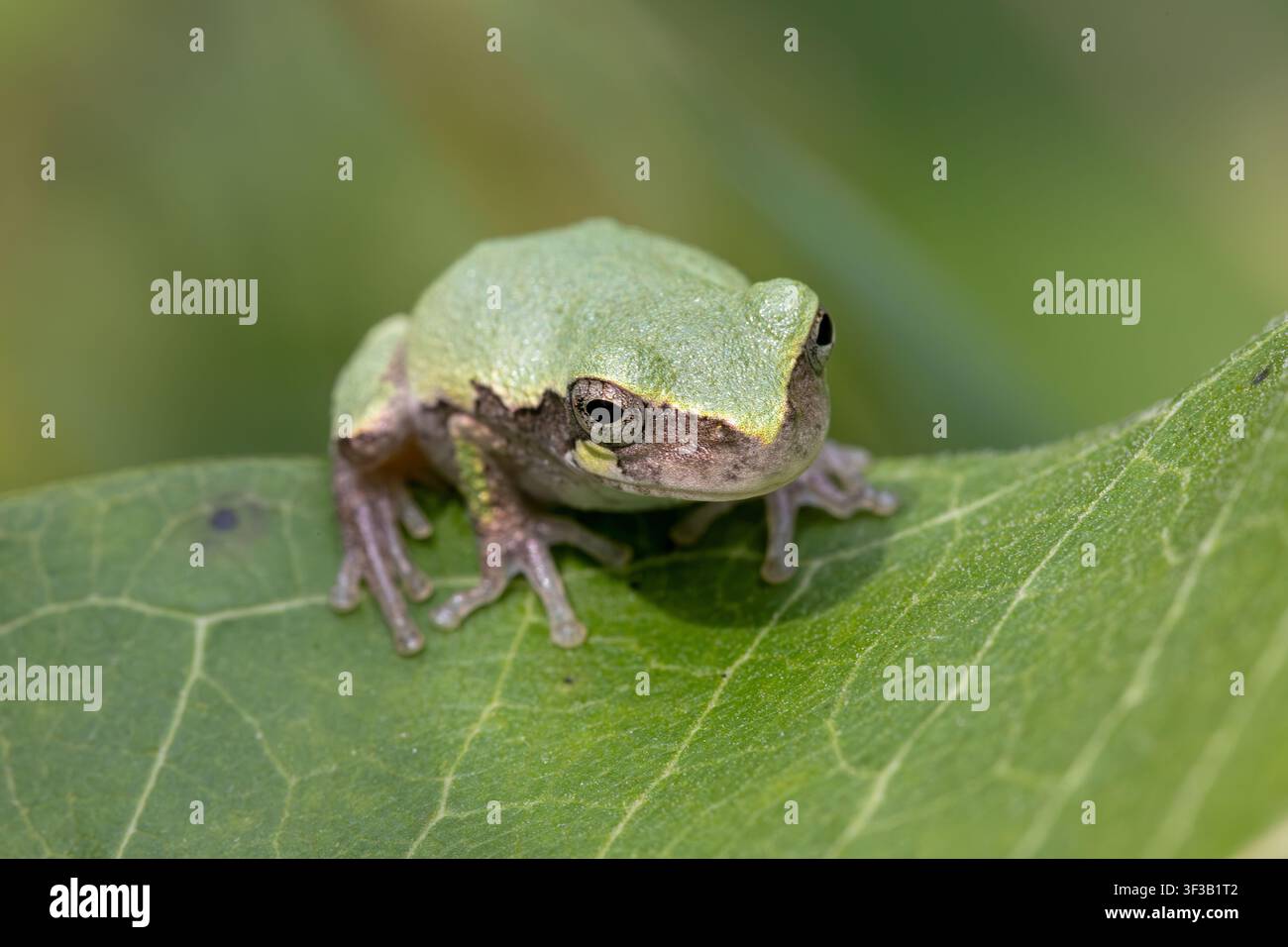 Une grenouille arboricole grise (Dryophytes versicolor) ou peut-être la grenouille arboricole grise de Cope (Dryophytes chrysoscelis) camouflée avec une couleur verte assise sur un mi commun Banque D'Images