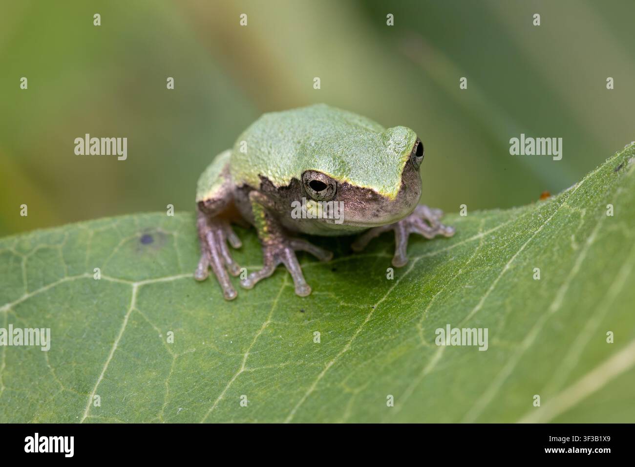 Une grenouille arboricole grise (Dryophytes versicolor) ou peut-être la grenouille arboricole grise de Cope (Dryophytes chrysoscelis) camouflée avec une couleur verte assise sur un mi commun Banque D'Images