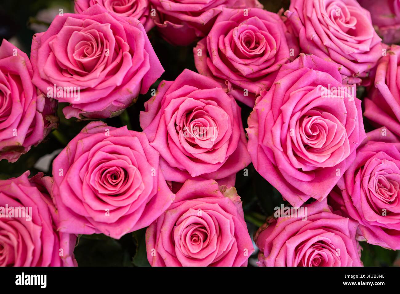 Un plan rapproché en vue aérienne rempli de fleurs de roses roses vibrantes affichant des pétales en spirale superposés dans un arrangement floral dense parfait pour la romance ou un Banque D'Images