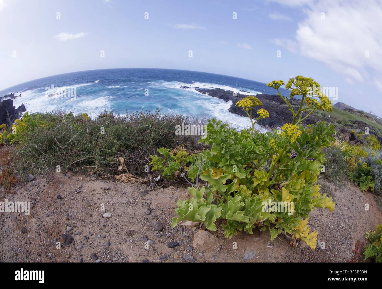 Vue d'un sentier côtier accidenté avec végétation et mer agitée Banque D'Images