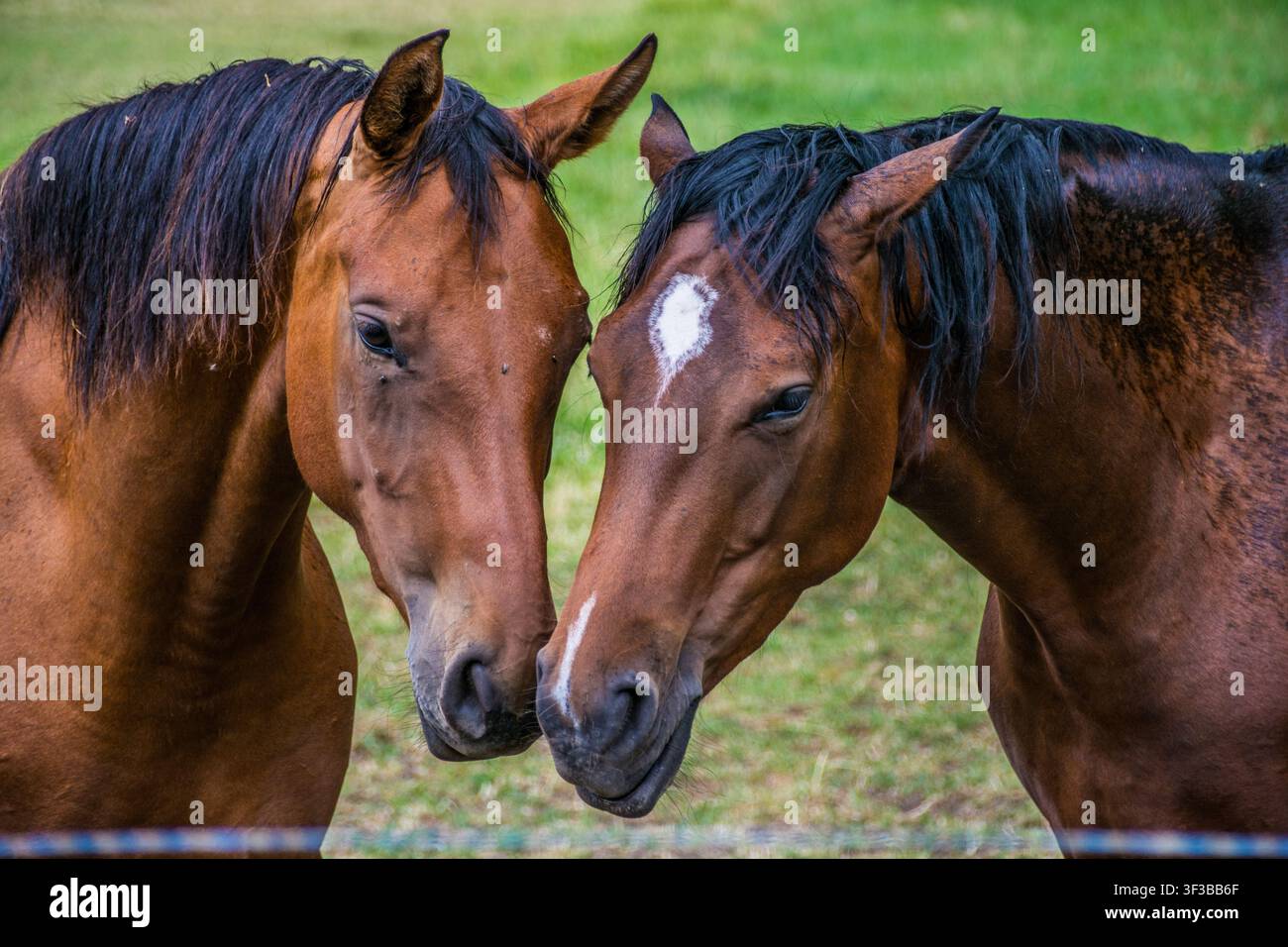 Deux beaux chevaux baisans se touchant affectueusement le museau dans un pâturage à Coesfeld, Allemagne Banque D'Images