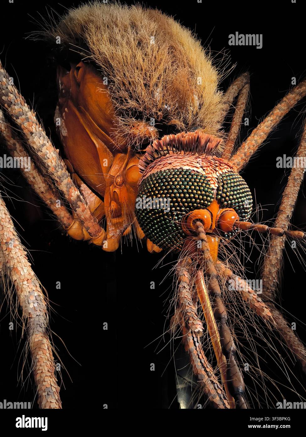 Modèle 3D géant et détaillé d'une tête de moustique avec des yeux composites - Image de stock capturée avec un smartphone