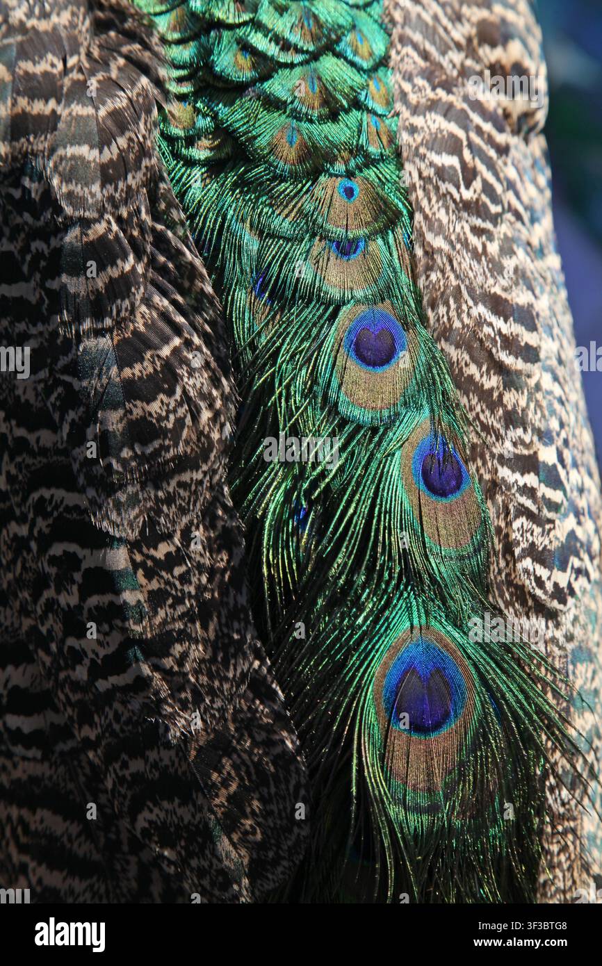 Photographie macro époustouflante capturant les détails complexes des plumes de la queue d'un paon mâle. Des bleus, verts et or irisés vibrants forment un contraste frappant Banque D'Images