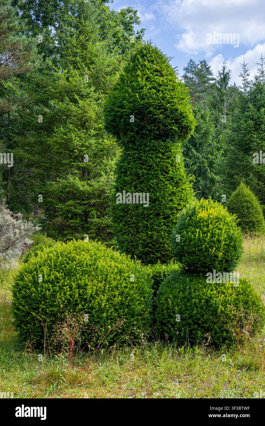Buisson d'évier décoratif taillé en une forme architecturale unique en champignon ou phallique dans un jardin public bien entretenu Banque D'Images