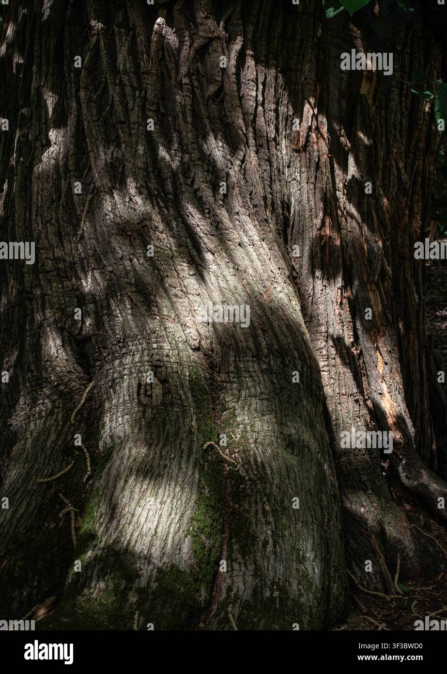 La lumière du soleil projette des ombres sur le tronc d'un vieux arbre dans les bois du Worcestershire, en Angleterre. Banque D'Images
