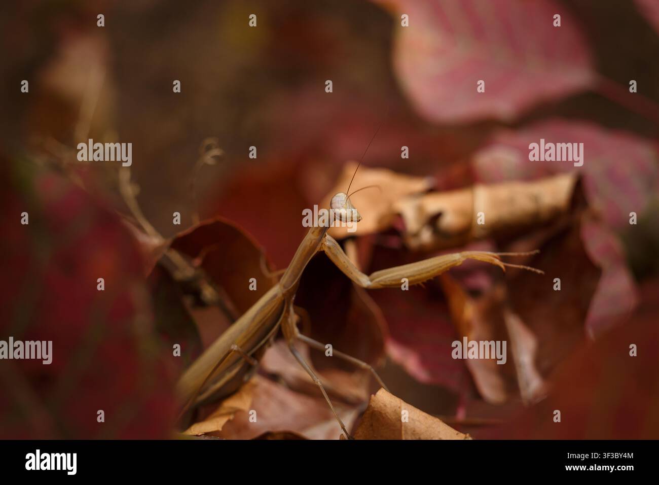 Belle mante religieuse européenne sur des feuilles de cotinus rouge, Coggygria cotinus. Macro en douceur floue Banque D'Images