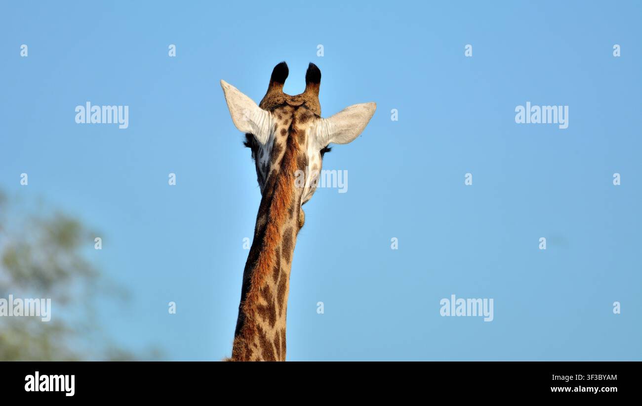 Close-up de girafe à la réserve naturelle de Timbavati, Afrique du Sud Banque D'Images