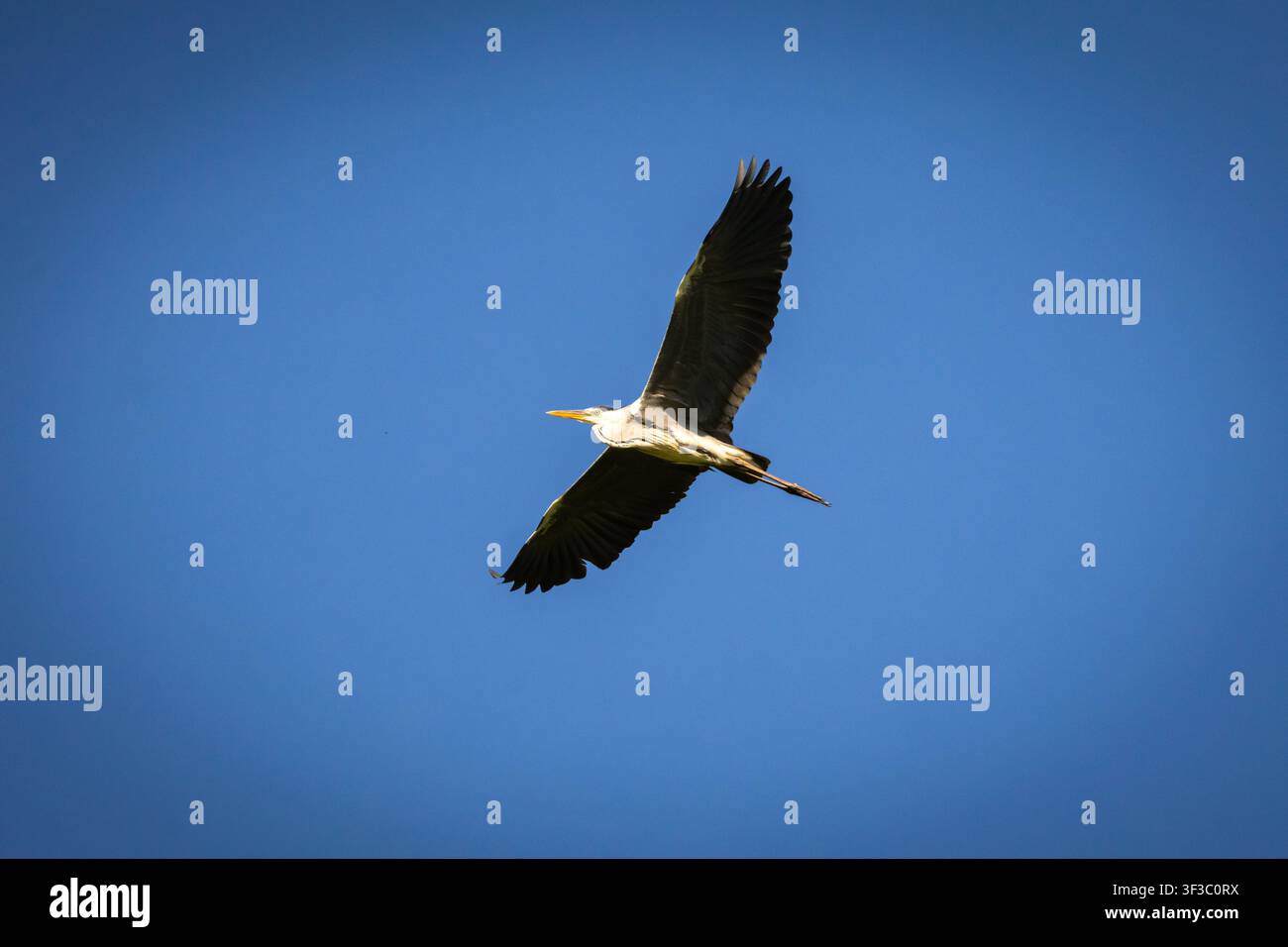 Hérons gris aux ailes larges plane haut dans le ciel bleu, les ailes formant une croix tandis que la lumière du soleil borde les plumes, un moment serein de mouvement sans effort et d'espace ouvert Banque D'Images