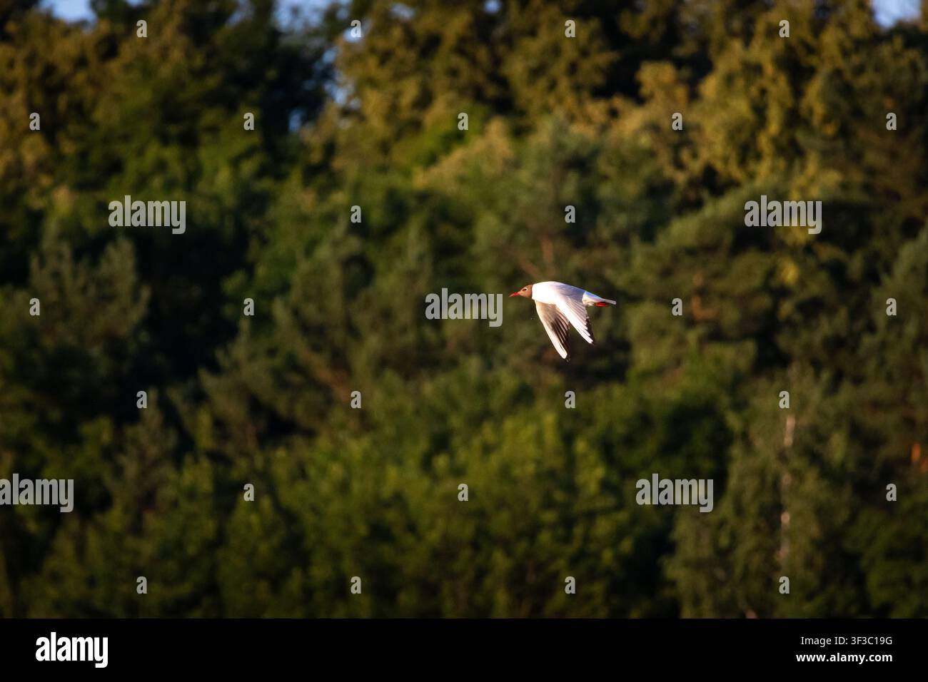 Une mouette à tête noire vole devant un fond forestier richement texturé. La lumière chaude du soir peint les ailes tandis que la faible profondeur crée un flou qui est Banque D'Images