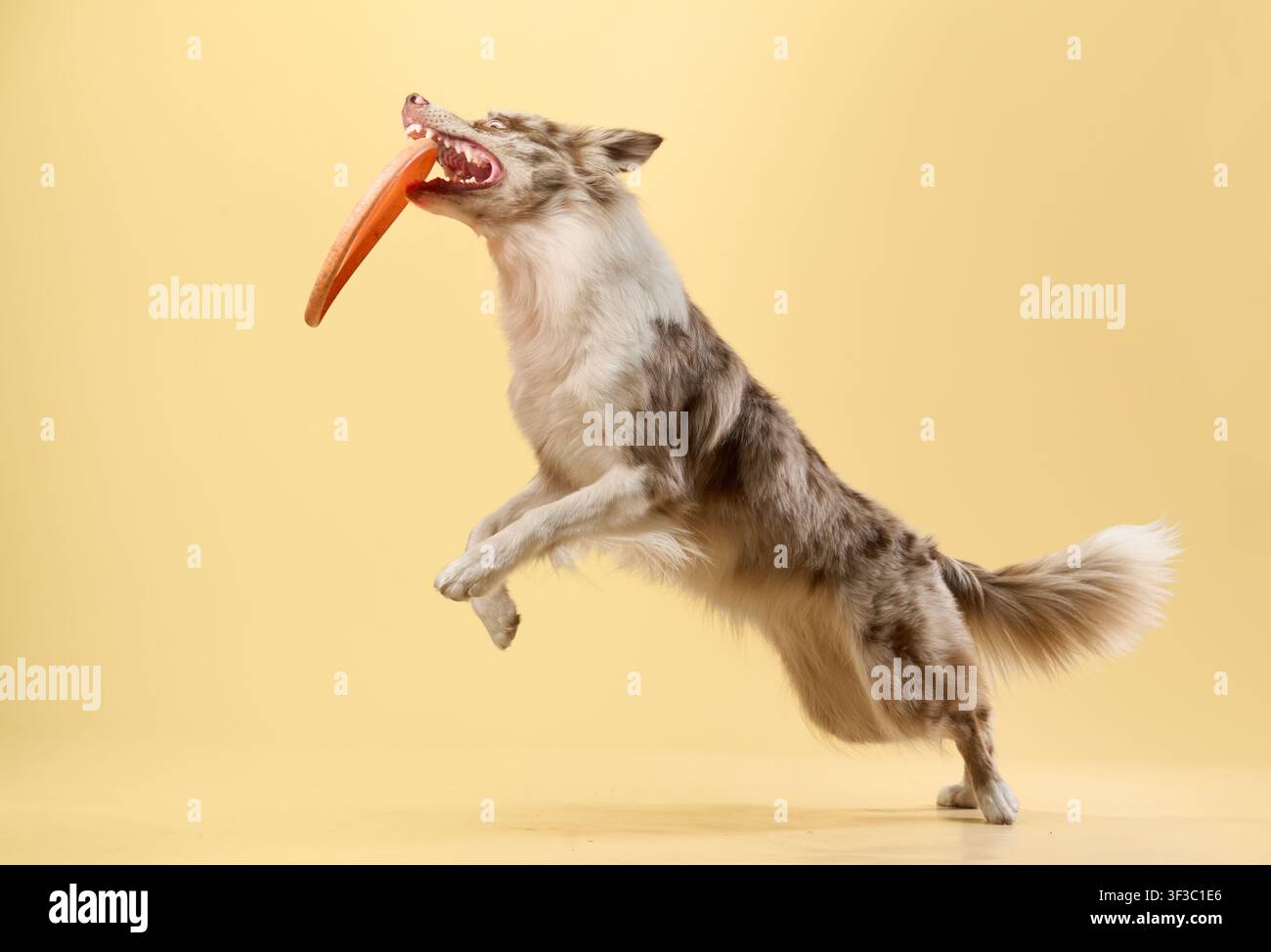 Border collie en mouvement tenant une saucisse tout en courant sur un décor jaune Banque D'Images