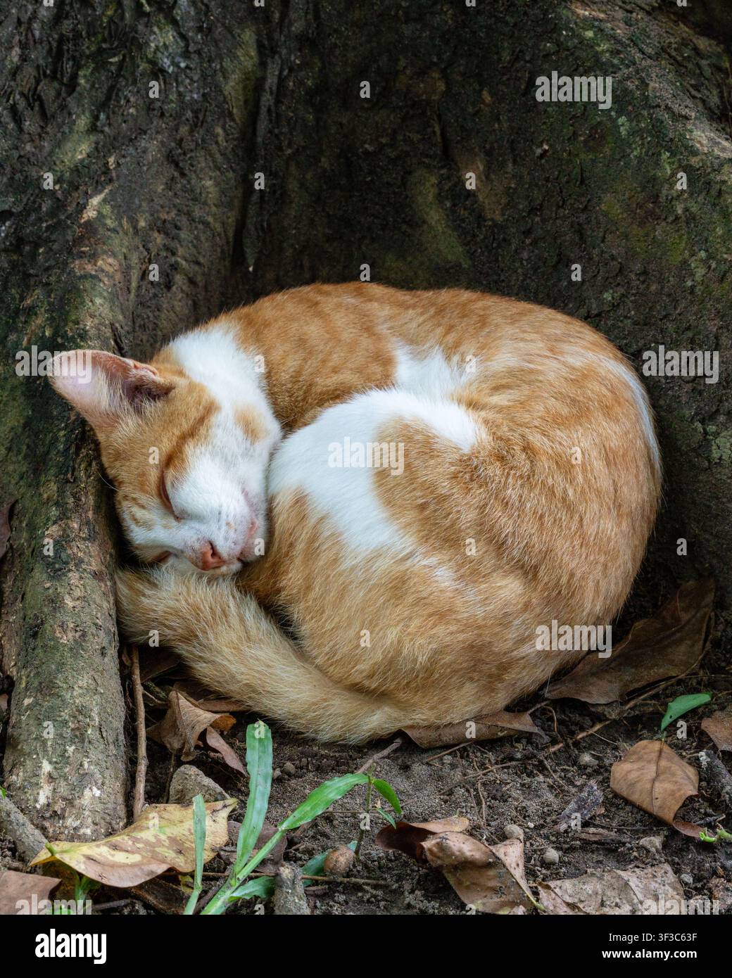 Un chat roux dormant en boule sous une racine d'arbre dans le jardin du complexe du temple de Prambanan à Yogyakarta, en Indonésie, un après-midi. Banque D'Images