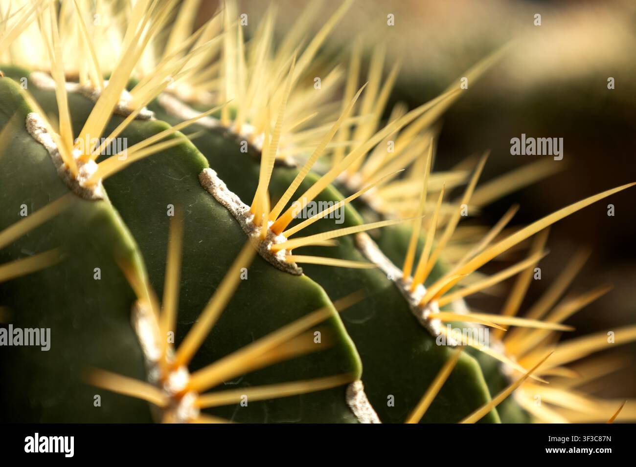 gros plan d'un cactus avec des épines jaunes et une peau segmentée verte. Une mise au point douce crée une composition macro naturelle dans un jardin botanique setti Banque D'Images