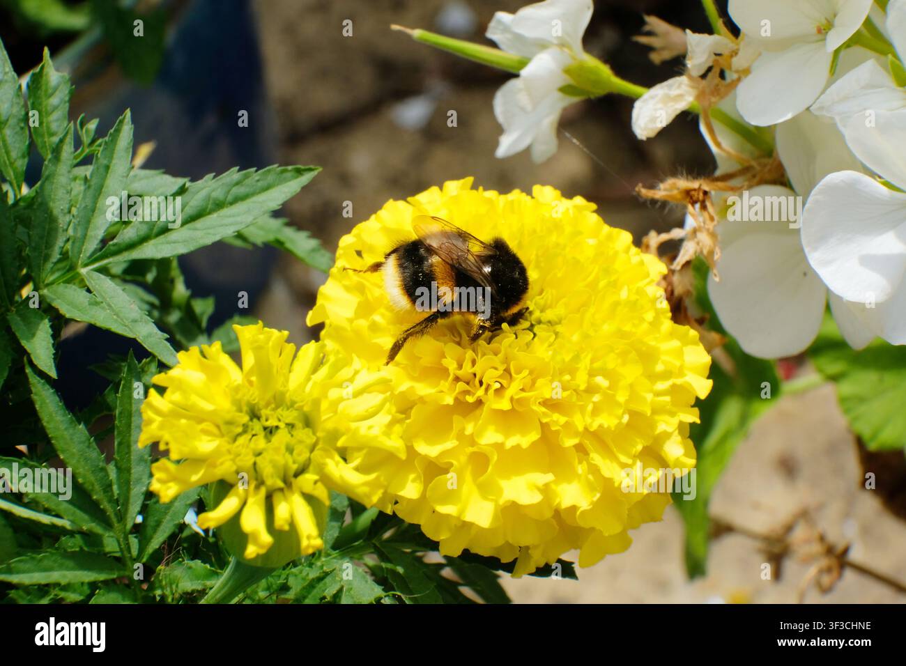 Un gros plan macro d'un bourdon à queue fauve (Bombus terrestris) pollinisant une fleur de souci jaune vif dans un jardin d'été Banque D'Images