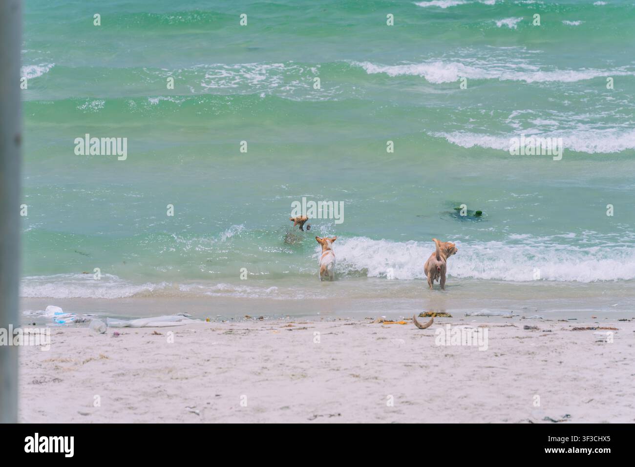 Deux chiens jouant dans les vagues de l'océan Banque D'Images