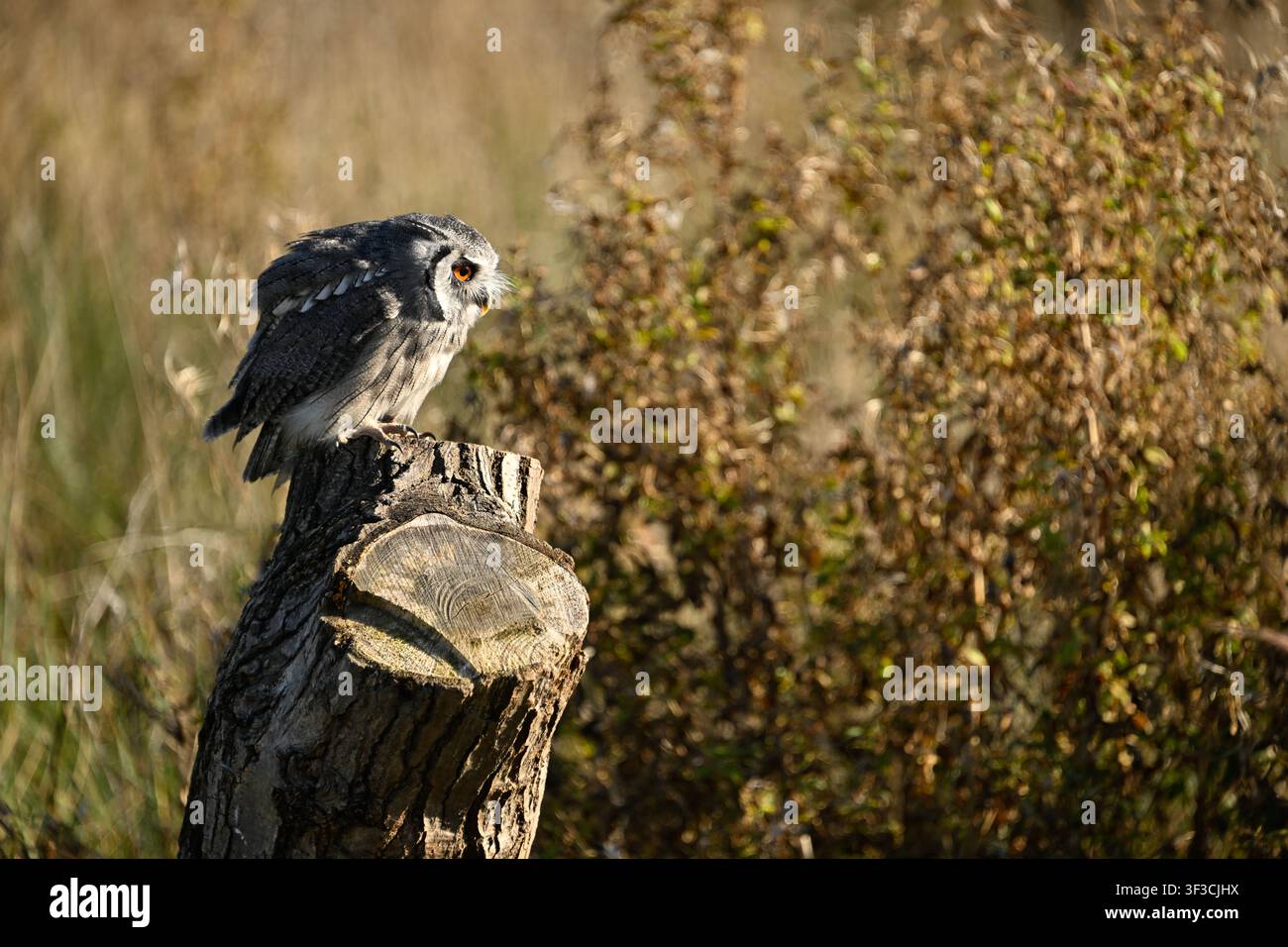 Hibou à longues oreilles perché parmi les herbes d'automne dans le Leicestershire Banque D'Images