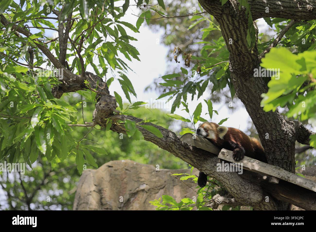 panda roux endormi sur l'arbre Banque D'Images