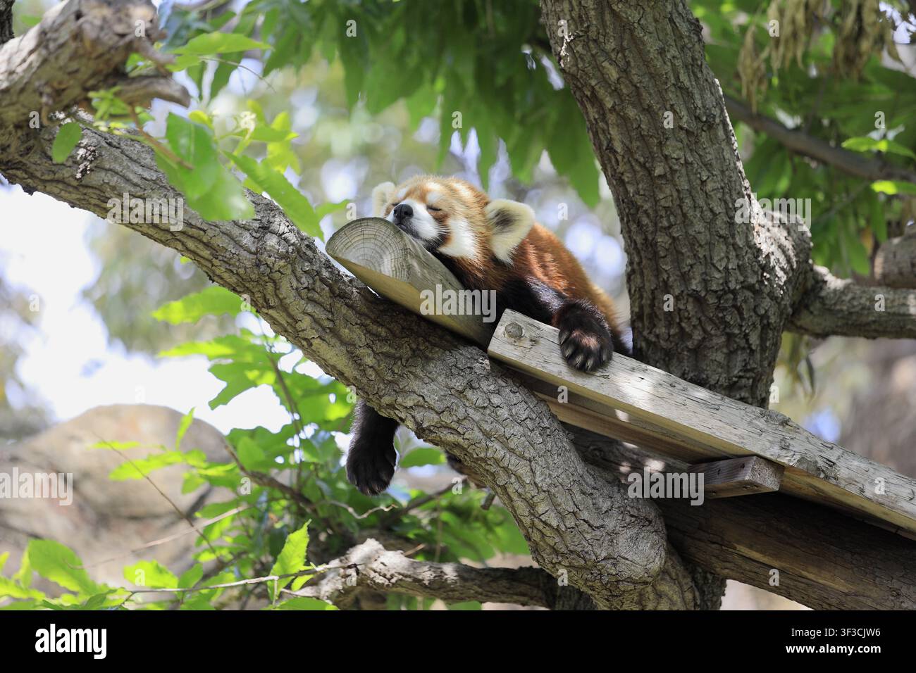 panda roux endormi sur l'arbre Banque D'Images