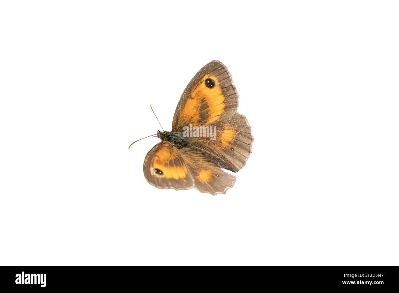Papillon Gatekeeper (Pyronia tithonus) également connu sous le nom de Heufalter avec ses ailes ouvertes, qui vole au printemps et en été, coupé et isolé Banque D'Images